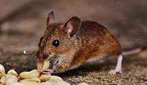 24 Hour & Emergency Exterminators in South Wilmington, IL